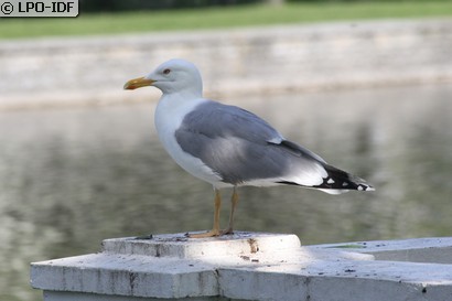 Goéland argenté