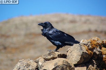 Grand Corbeau