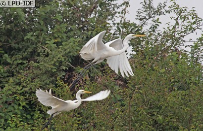 Grande Aigrette
