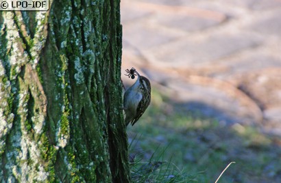Grimpereau des jardins