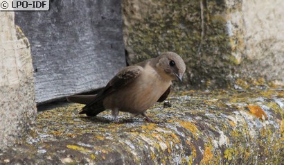 Hirondelle de rochers