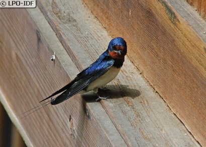 Hirondelle rustique