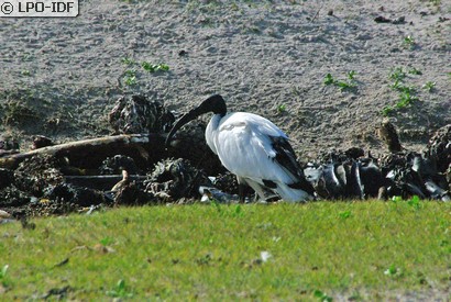 Ibis sacré