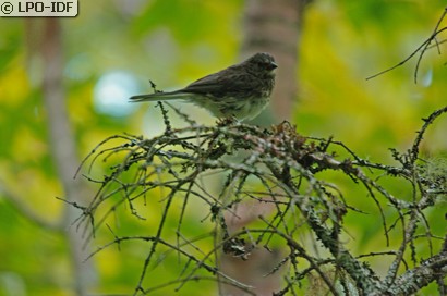 Junco ardoisé