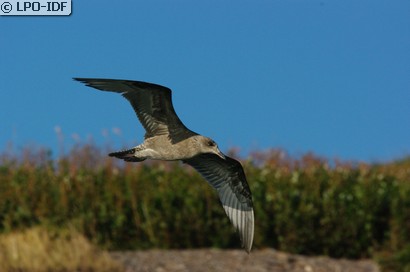 Goéland d'Amérique