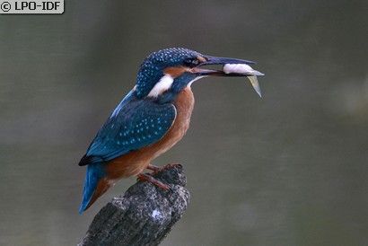 Martin-pêcheur d'Europe