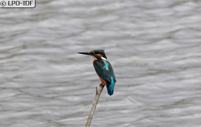 Martin-pêcheur d'Europe