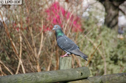 Pigeon biset