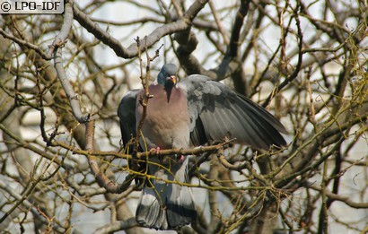 Pigeon ramier