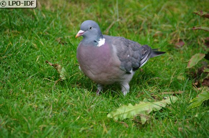 Pigeon ramier