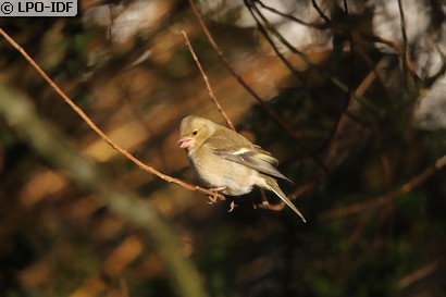 Pinson des arbres