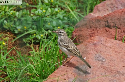 Pipit de Berthelot