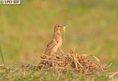 Pipit de Richard