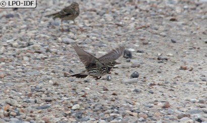 Pipit farlouse