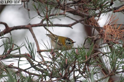 Roitelet à triple bandeau