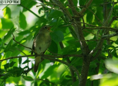 Rossignol philomèle