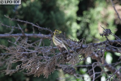 Serin cini