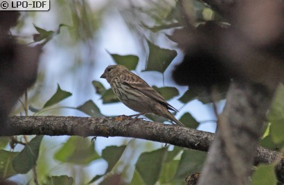 Serin cini