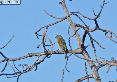 Serin des Canaries