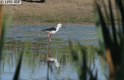 Échasse blanche