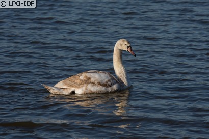 Cygne tuberculé