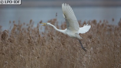 Grande Aigrette