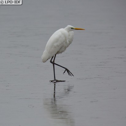 Grande Aigrette