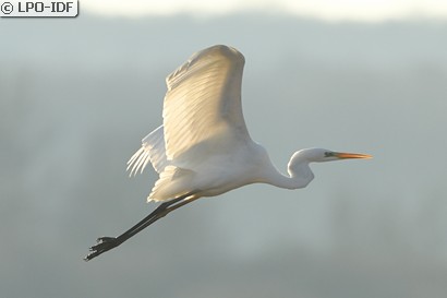 Grande Aigrette