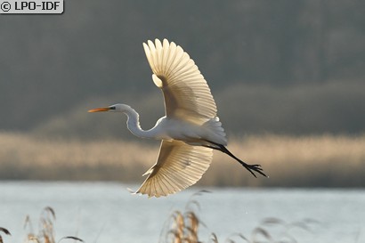 Grande Aigrette