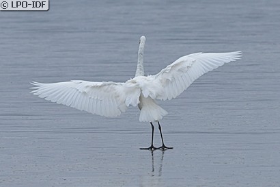 Grande Aigrette