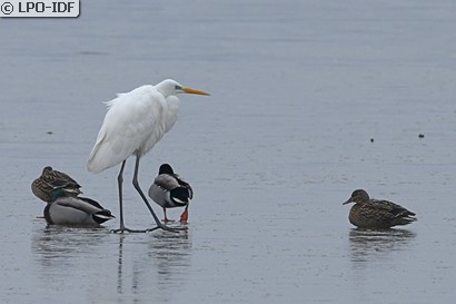 Grande Aigrette