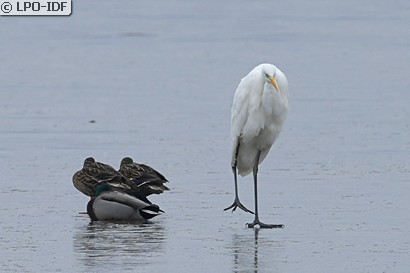 Grande Aigrette