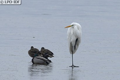 Grande Aigrette