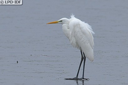 Grande Aigrette