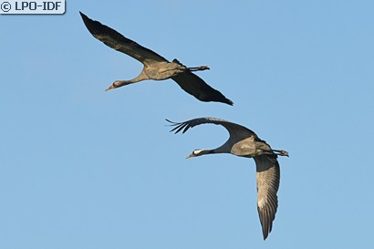 Grue cendrée