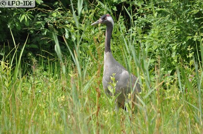 Grue cendrée