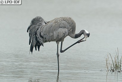 Grue cendrée