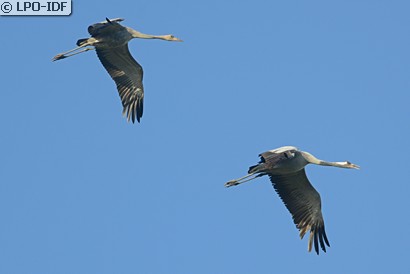 Grue cendrée