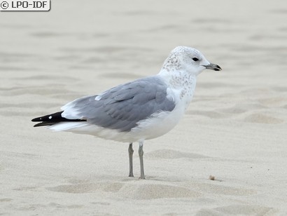 Goéland cendré