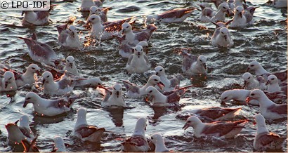 Fulmar boréal