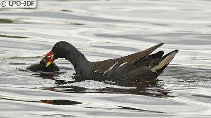 Gallinule poule-d'eau