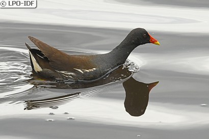Gallinule poule-d'eau