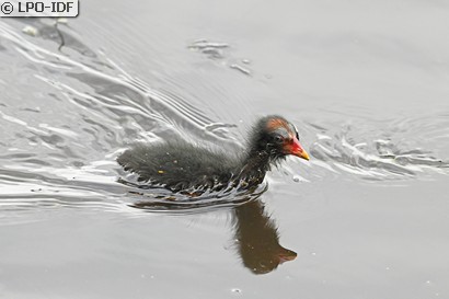 Gallinule poule-d'eau