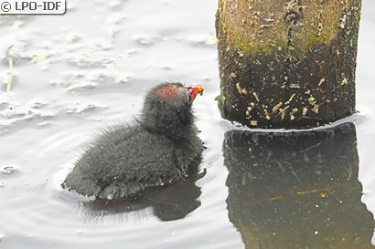 Gallinule poule-d'eau
