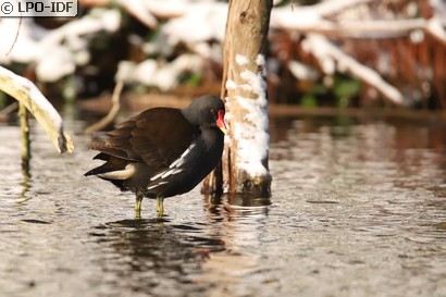 Gallinule poule-d'eau