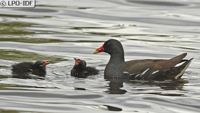 Gallinule poule-d'eau