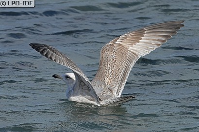 Goéland argenté