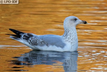 Goéland argenté