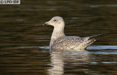 Goéland argenté