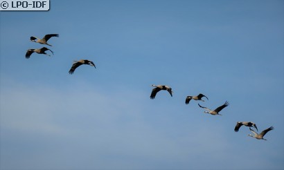 Grue cendrée